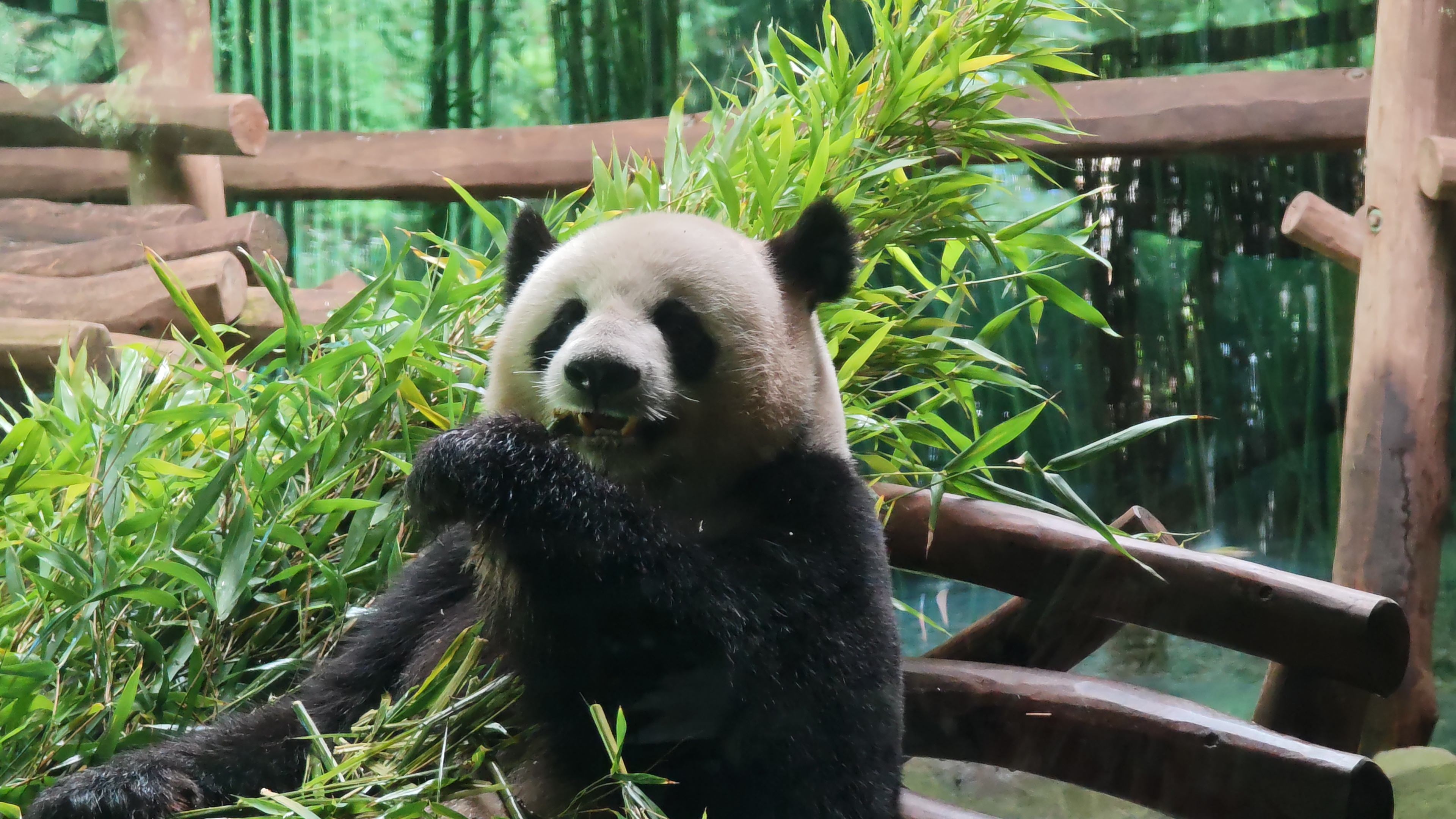 Giant panda eating bamboo
